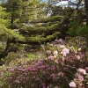 I ) Babel Tower Was Covered in Mountain Laurel