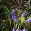 C ) Wild Iris Along the Trail