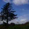 C ) Lone, Gnarly Black Balsam Silhouette