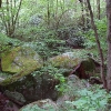 G ) On the Opposite Side from Big Creek, Logging Debris