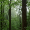 C ) Misty Day in the Smoky Mountains