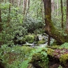 D ) Mossy Area Along the Chestnut Branch Trail