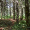 E ) The Forest Along Mac's Gap Trail