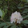 G ) The White Rhododendron Were Just Beginning to Appear
