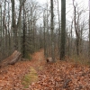 I ) Lower Backrock Trail Near Packs Gap