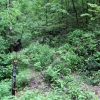 M ) Trailhead for the Burnett Gap Trail on FR 209