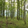 L ) Through the Forest on the Burnett Gap Trail