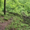 D ) Downed Trees Littered the Brush Creek Trail