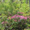 I ) Some of the Mountain Laurel Was Very Close to Blooming