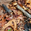 E ) This Lizard Stayed Still for His Photo Beside a Charred Ember