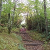 F ) There Were a Few Small Areas of Fall Color