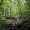 B ) The Low Gap Trail Is Surrounded by Hardwood Forest