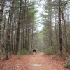 A ) Hemlock and Pine Along the Corn Mill Shoals Trail