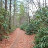 B ) The Little River Trail Has Lots of Rhododendron
