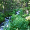 A ) Fresh Rocky Mountain Alpine Brook