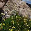 K ) Rocky Mountain Columbine and Alpine Avens