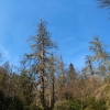 J ) Hemlocks Are Suffering From the Wooly Adelgid
