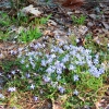 C ) Wildflowers Are Starting to Pop Out Along the Trails - YAY!