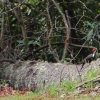O ) Pileated Woodpecker Looking for a Meal