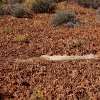 C ) Cryptobiotic Soil - Cyanobacteria, Green Algae, Brown Algae, Fungi, Lichens