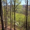 N ) Dogwood Along Trace Ridge
