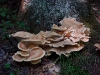 F ) This Razorstrop Fungus Surrounded Half the Tree