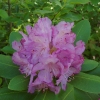 E ) Catawba Rhododendron in Full Bloom on the Tablerock Trail