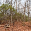 H ) The Mountain Laurel Are Turning Green Early This Year