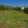 E ) We Saw Summer Wildflowers All Along the Trail