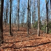 D ) Leafless Trees Cast Long Morning Shadows