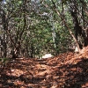 H ) Rhododendron Canopies Were Frequent