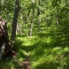 C ) Fern Forest, Starting the Climb Up to Grassy Cove Top