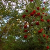 L ) The Mountain Ash Berries Were Plentiful Along the West Ridge Trail