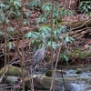 R ) Great Blue Heron in the Middle Saluda River