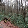 L ) The Coldspring Branch Trail Is In a Rhododendron Forest