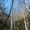D ) Thick Forest Along Jones Gap Trail