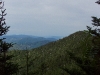 E ) Woolly Adelgid Is Killing the Hemlock Trees