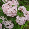 D ) The Mountain Laurel Was In Full Bloom