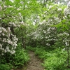 l ) It Was a Grand Day For Enjoying Mountain Laurel