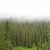 A ) Foggy Morning in Holy Cross Wilderness