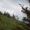C ) Black Balsam Stand Along Old Butt Knob Trail