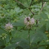 N ) Bee Spreads the Love on a Bee Balm Blossom