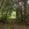 H ) Trail Changes from Conifers to Laurels