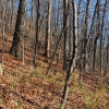 E ) For Some Reason There's a Lot of Bamboo on Dismal Trail
