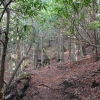D ) Mountain to Sea Trail North of Blue Ridge Parkway