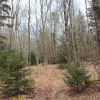 I ) Mountains to Sea Trail on South Side of Blue Ridge Parkway