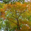 J ) The 2nd Trail Was Higher with More Autumn Color