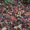 G ) There Were a Few Walnut Trees Scattered In the Forest