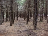L ) Black Balsam Forest