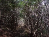 H ) Rhododendron Canopy on Little Sam Knob Trail